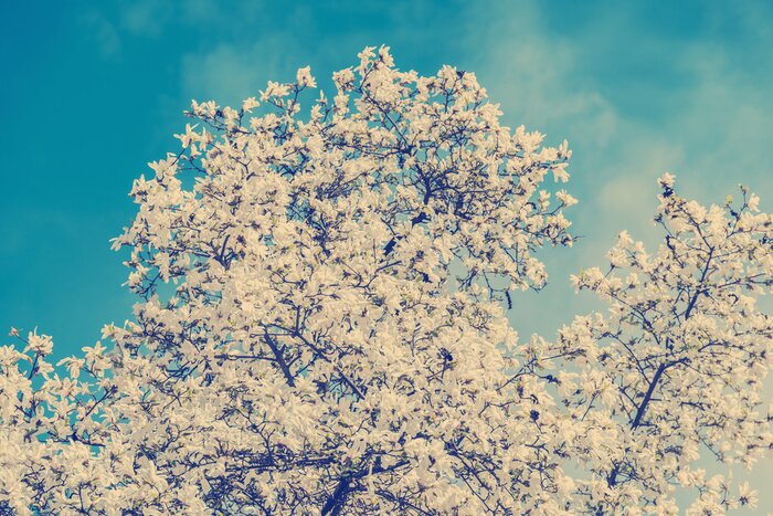 Fototapete Magnolienbaum in Retro-Farben