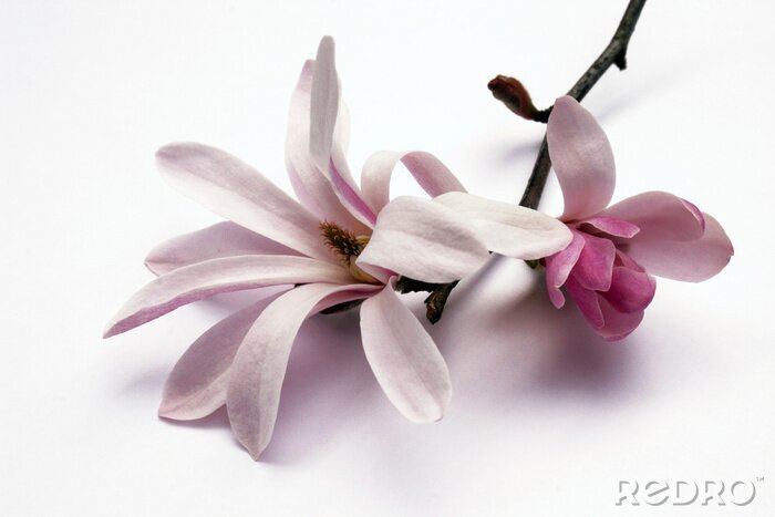 Fototapete Magnolienblüten auf weißem Hintergrund