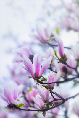 Fototapete Magnolienblume und Natur