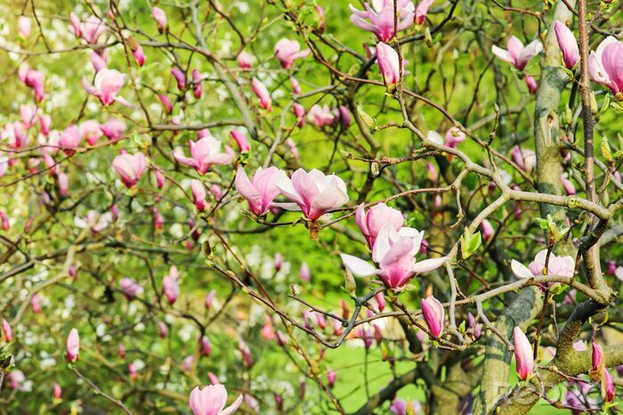 Fototapete Magnolienflocken mit Garten im Hintergrund