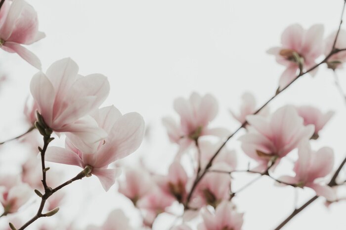 Fototapete Magnolienstrauch