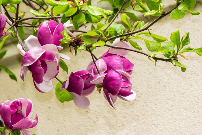 Fototapete Magnolienzweig auf einem cremefarbenen Hintergrund