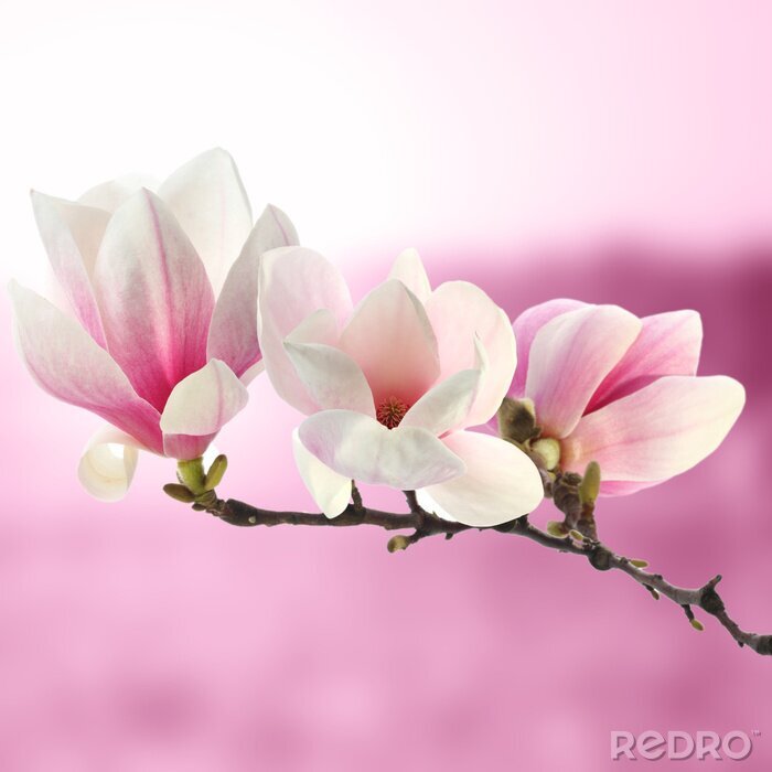 Fototapete Magnolienzweig auf rosa Hintergrund