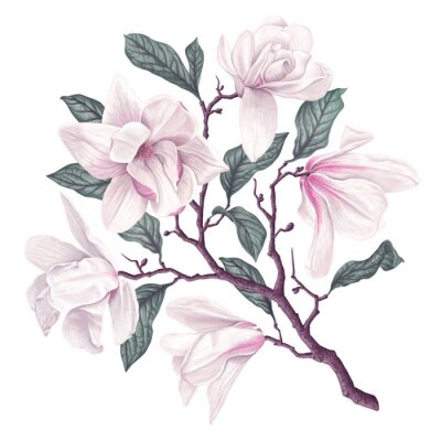 Magnolienzweig mit rosafarbenen Blütenblättern