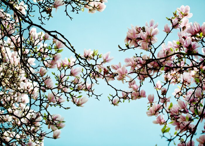 Fototapete Magnolienzweige am Himmel