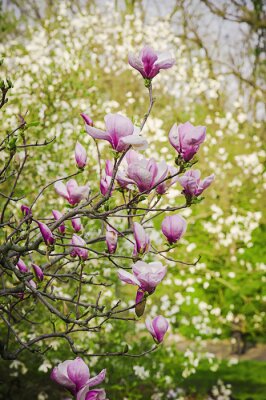 Fototapete Magnolienzweige im Garten