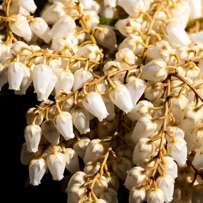 Fototapete Maiglöckchen als Natur