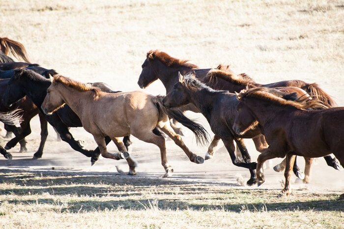 Fototapete Majestätische Pferde im Galopp