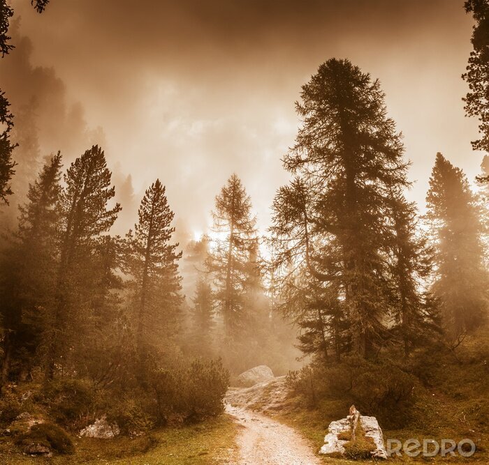 Fototapete Majestätische sepia-bäume