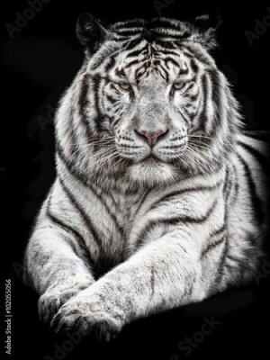 Fototapete Majestätischer liegender tiger