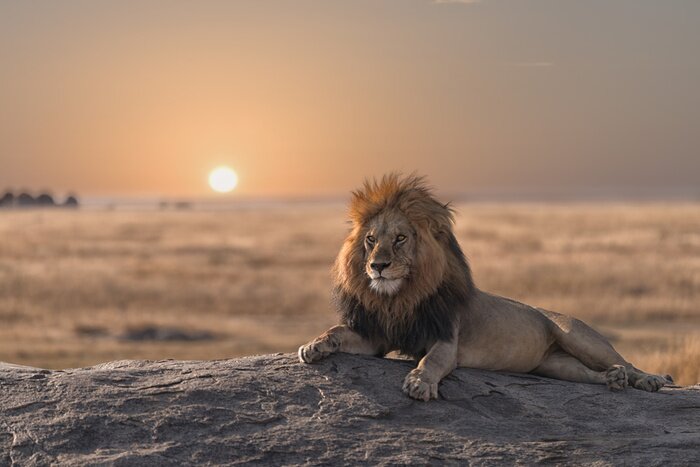 Fototapete Majestätischer Löwe bei Sonnenuntergang
