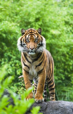 Fototapete Majestätischer Tiger auf Baum