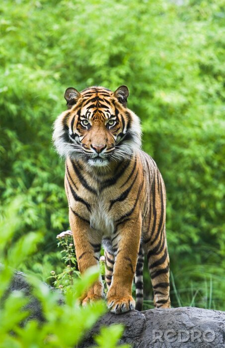 Fototapete Majestätischer Tiger auf Baum