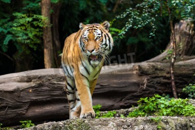 Fototapete Majestätischer tiger im wald