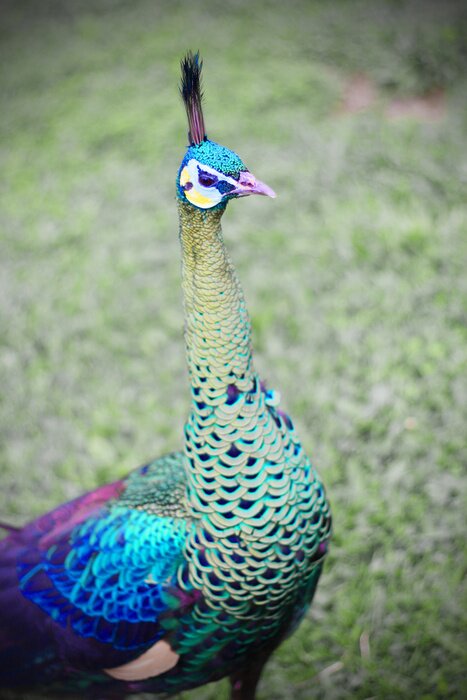 Fototapete majestätischer Vogel im Park