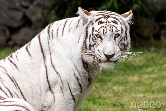 Fototapete Majestätischer weißer tiger