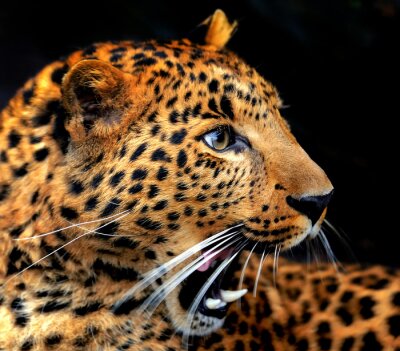 Fototapete Majestätischer wilder Leopard