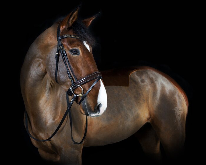 Fototapete Majestätisches Pferd auf schwarzem Hintergrund