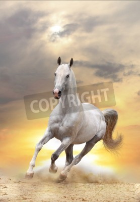 Fototapete Majestätisches pferd in der wüste