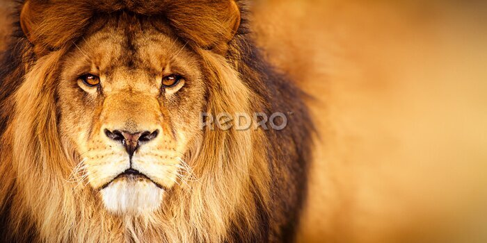 Fototapete Majestätisches Porträt eines Löwen