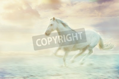 Fototapete Majestätisches tier im nebel