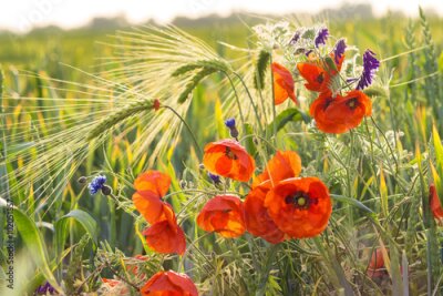 Mak polny pośród ziół i zboża