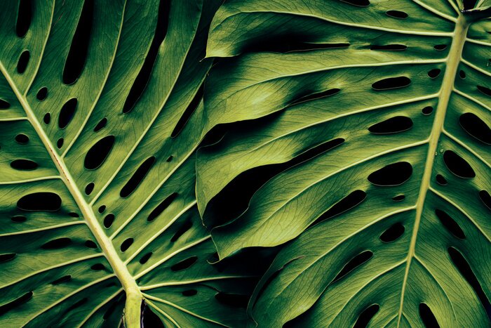 Fototapete Makro mit zwei grünen Monsterblättern