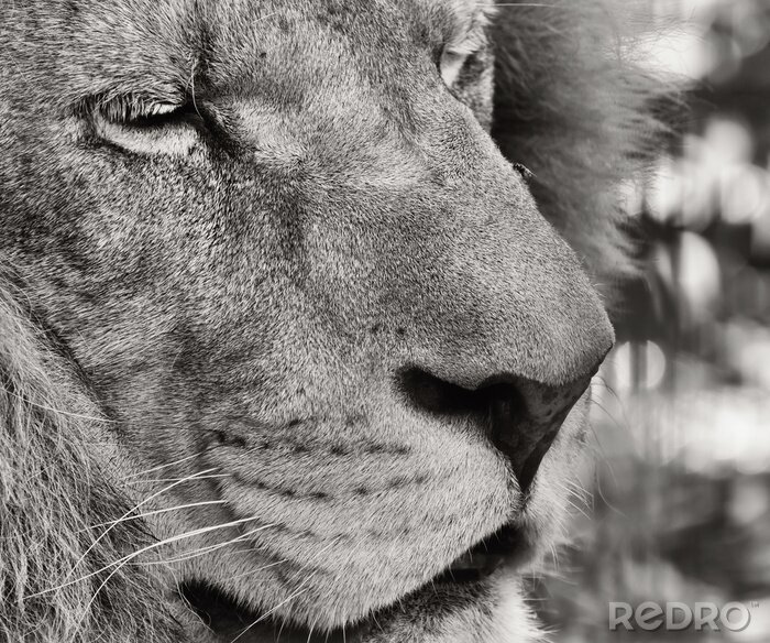 Fototapete Makro-Muster mit einem Löwen