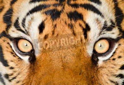 Fototapete Makro-muster mit tiger