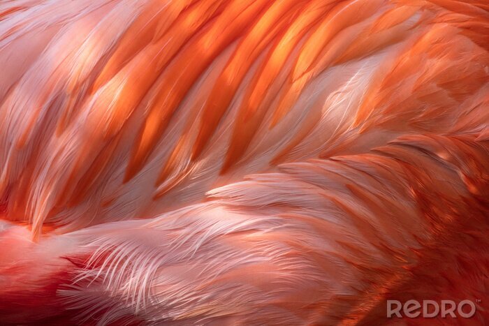 Fototapete Makro-muster von flamingo-federn
