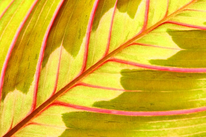 Fototapete Makro von Blatt