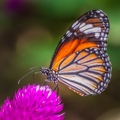 Fototapete Makro-Zoom auf einen Schmetterling