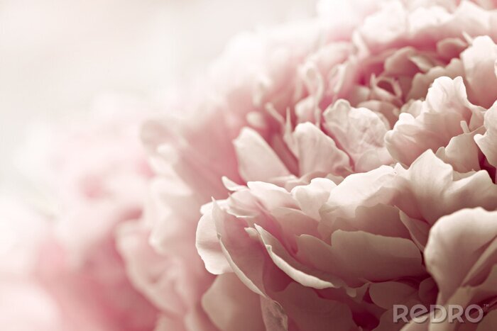 Fototapete Makroaufnahme einer rosa Pfingstrosenknospe