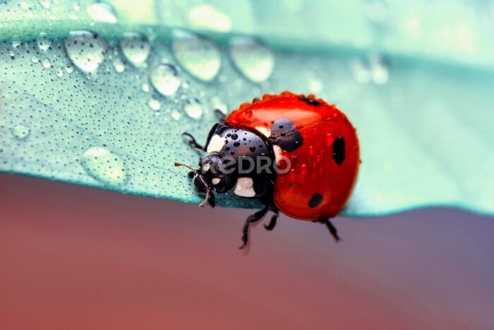 Fototapete Makroaufnahme eines Marienkäfers auf einem Blatt mit Regentropfen