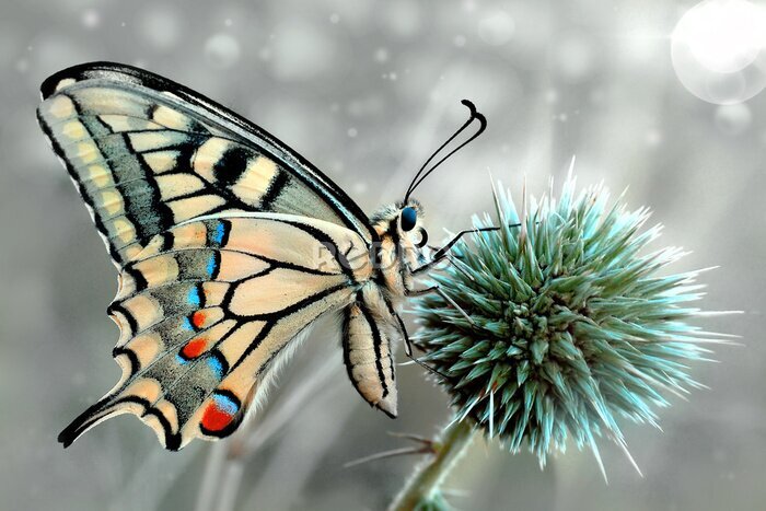 Fototapete Makroaufnahme eines phänomenalen Schmetterlings auf einer Blume