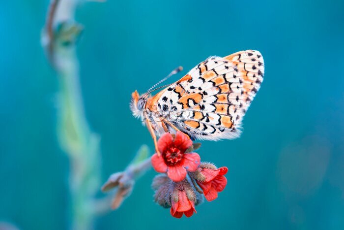 Fototapete Makroaufnahme eines Schmetterlings, der auf roten Blumen sitzt