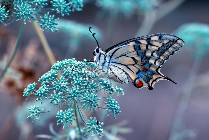 Fototapete Makrofoto eines phänomenalen Schmetterlings auf einer Blume