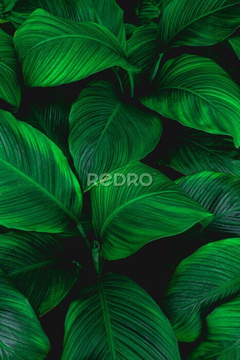 Fototapete Makrofoto von grünen Blättern