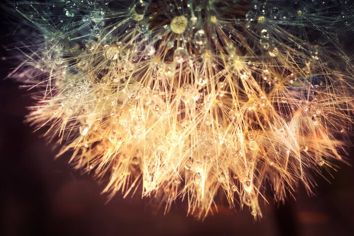 Fototapete Makrofotografie der Pusteblume in Sepia