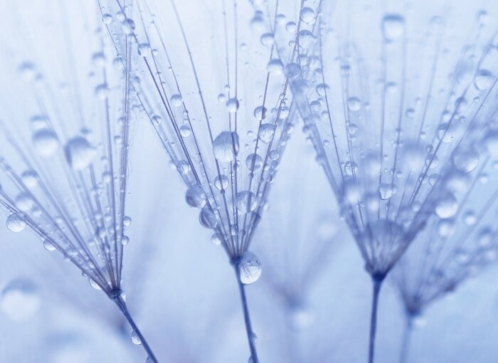 Fototapete Makrofotografie des Taus auf Löwenzahn