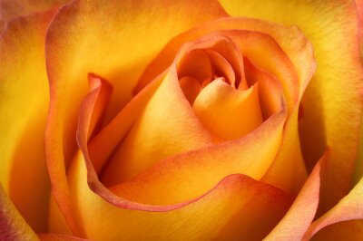 Fototapete Makrofotografie einer orange Rose