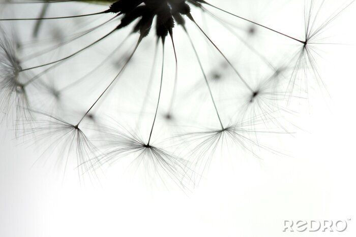 Fototapete Makrofotografie einer Pusteblume