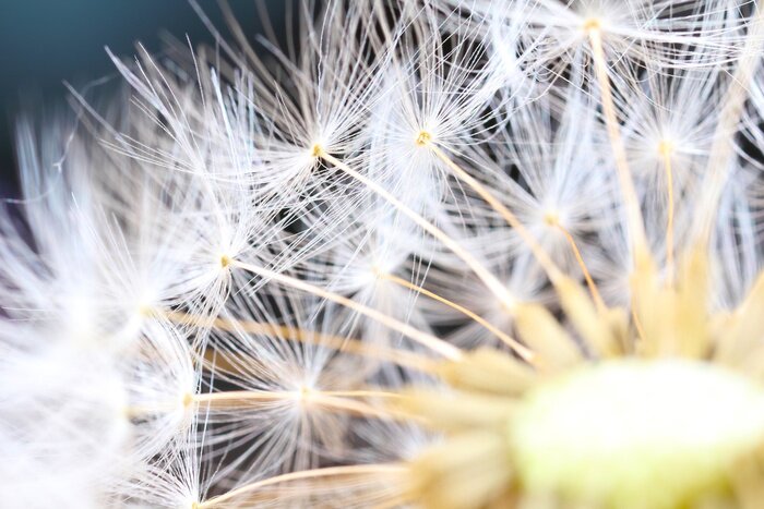 Fototapete Makrofotografie vom Löwenzahnfragment