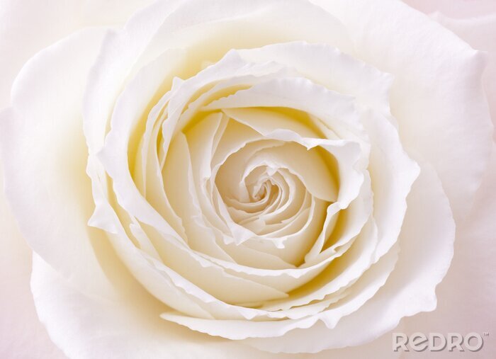 Fototapete Makrofotografie von weißer Rose