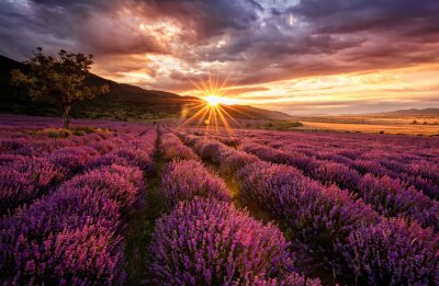 Fototapete Malerische Landschaft mit Lavendel bei Sonnenuntergang