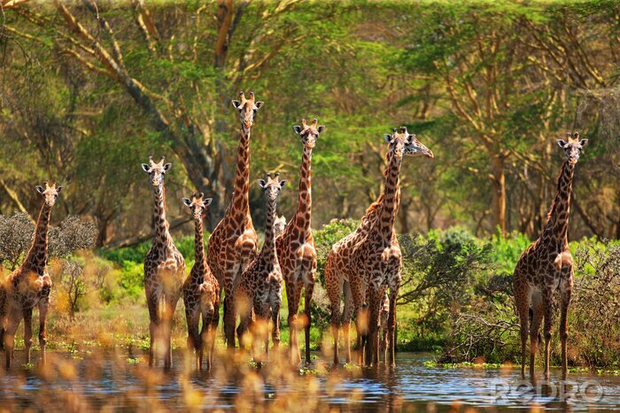 Fototapete Malerisches Foto mit Giraffen