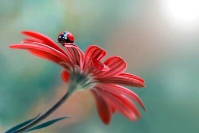Marienkäfer auf einer roten Blume