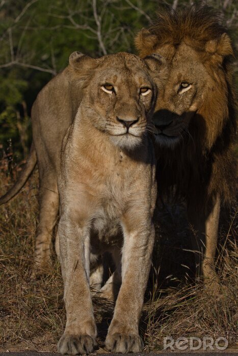 Fototapete Mating Lions, Kruger National Park, Südafrika