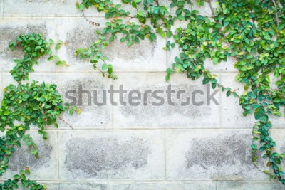 Fototapete Mauer mit Efeu im Garten