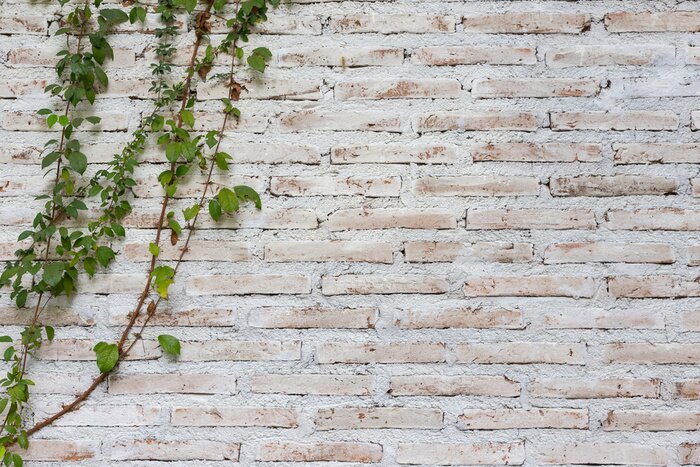 Fototapete Mauer mit einer Rebe bewachsen